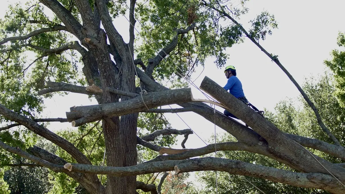 Professional Crown Thinning performed by certified arborists in Henry
